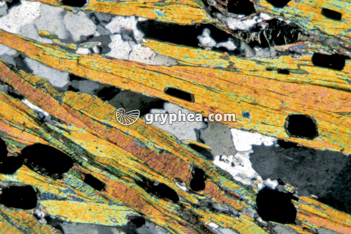 Muscovite (Mica blanc) LPA x10 - gryphea.org